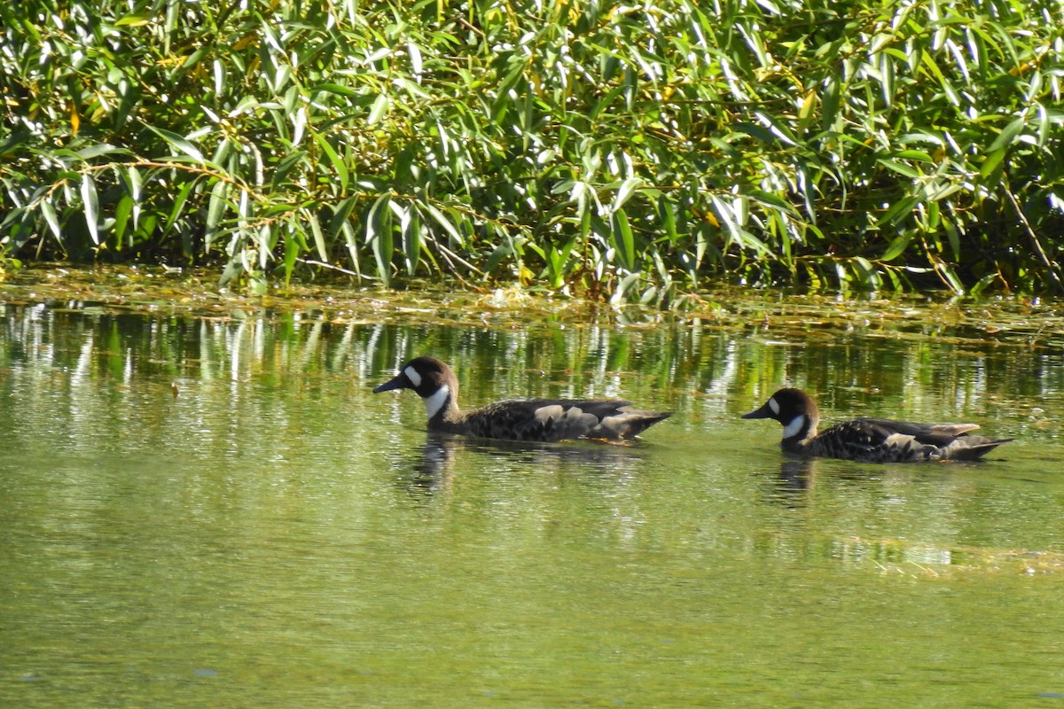 Spectacled Duck - ML616644217