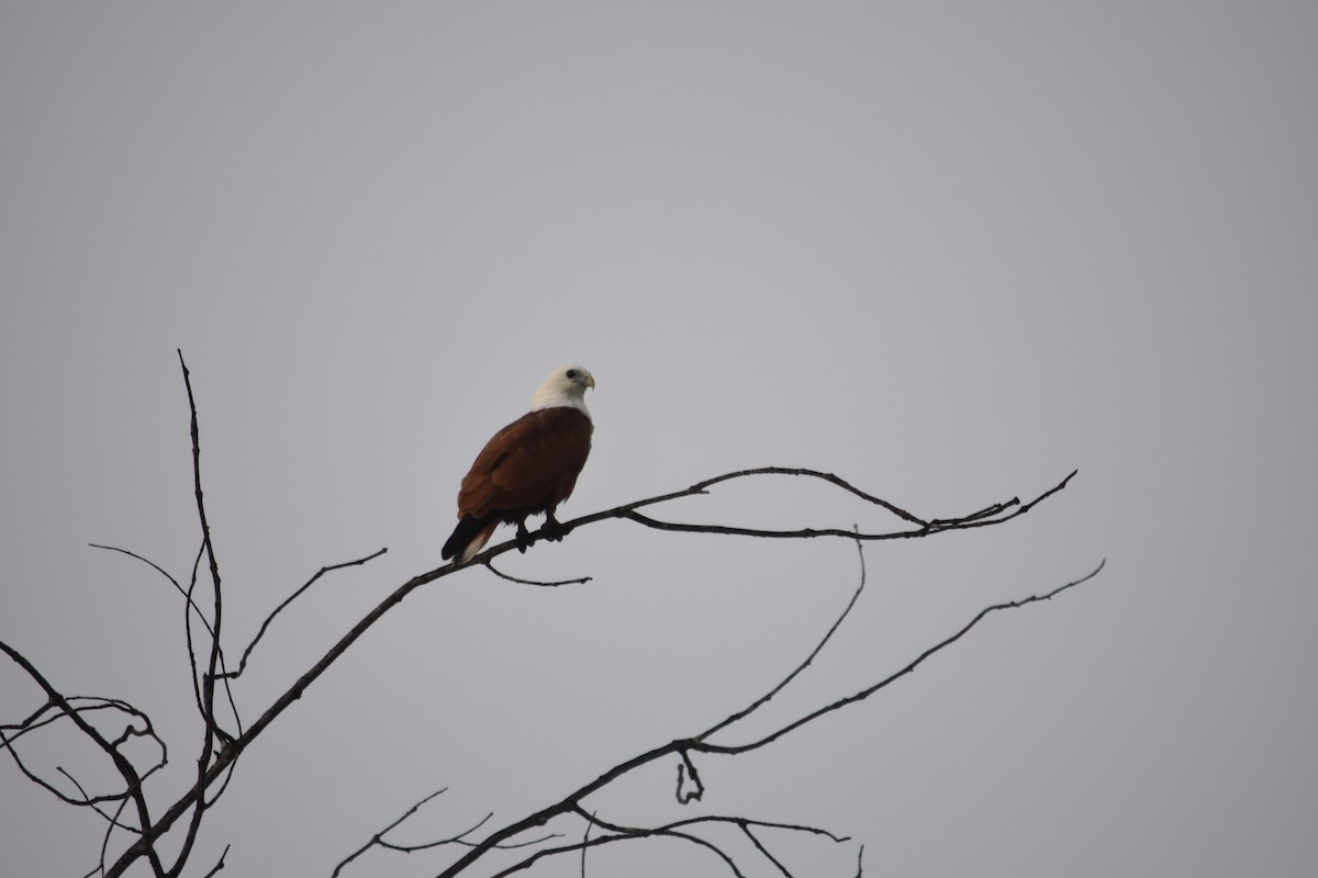 Brahminy Kite - Georgie Braun