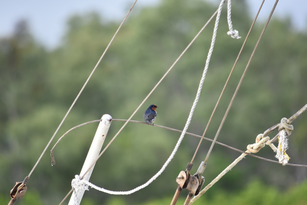 Golondrina Australiana - ML616644223