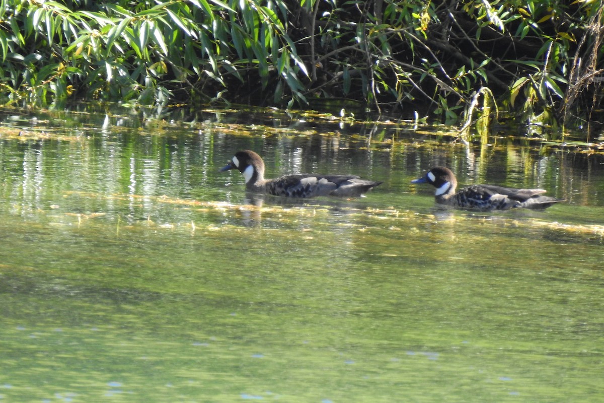 Spectacled Duck - ML616644257