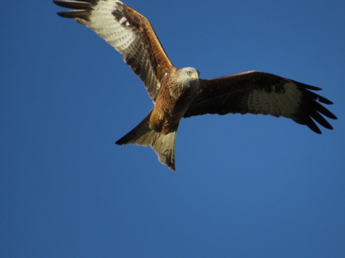 Red Kite - ML616644268