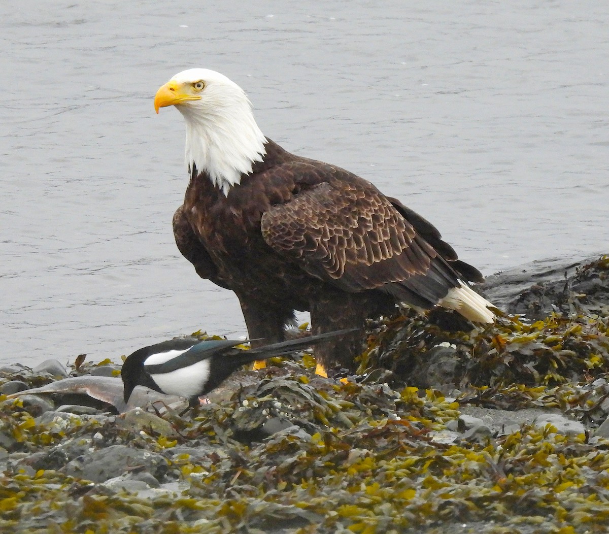 Bald Eagle - ML616644285