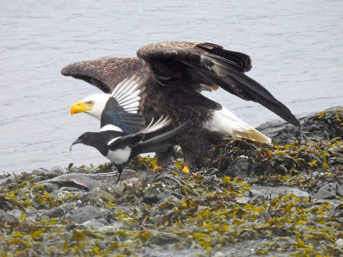 Bald Eagle - ML616644286