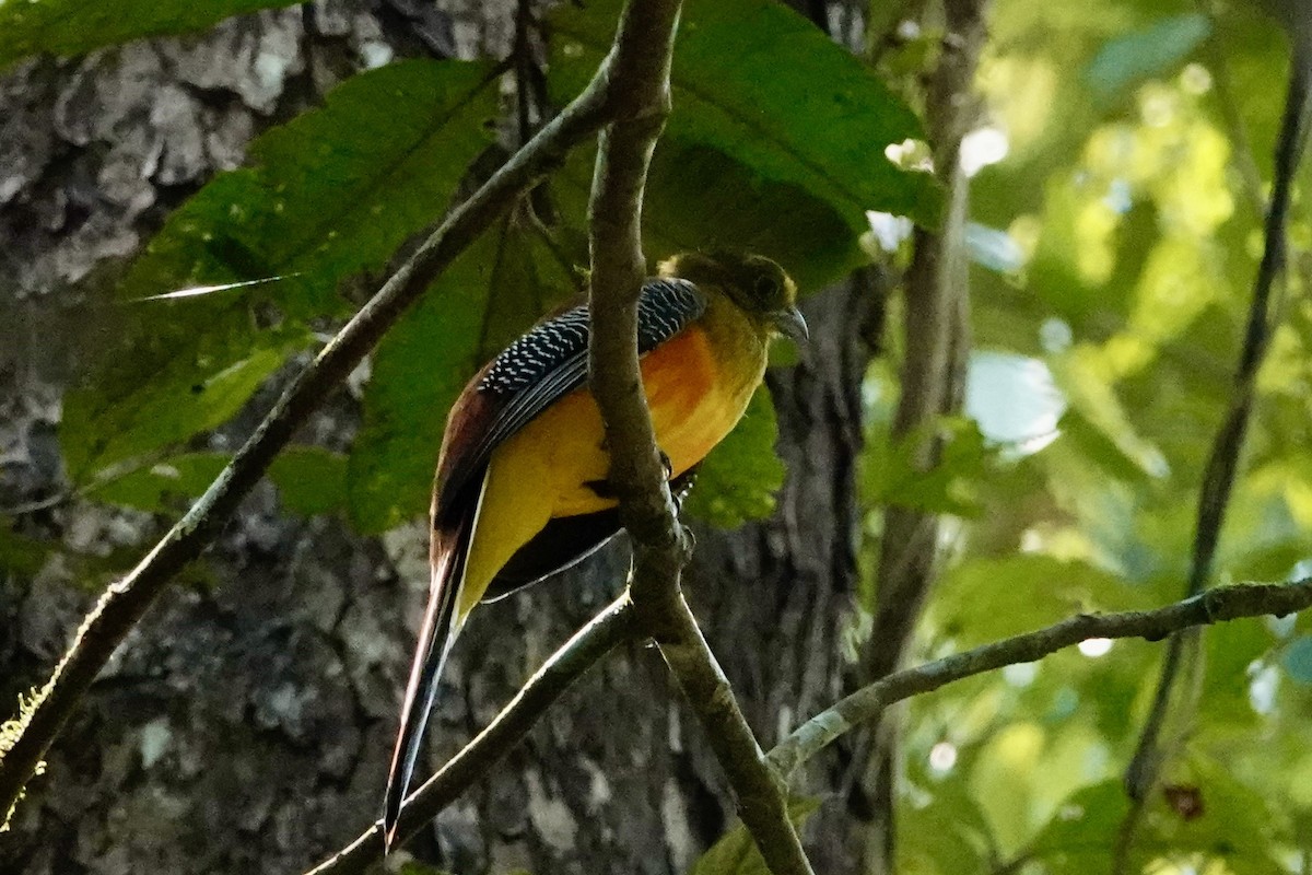 Orange-breasted Trogon - ML616644347