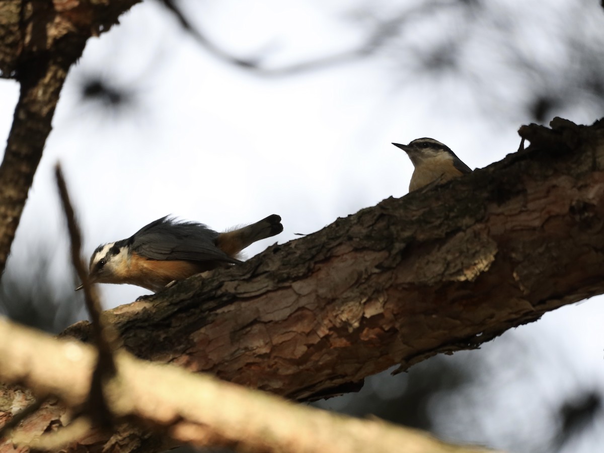 Red-breasted Nuthatch - ML616644372