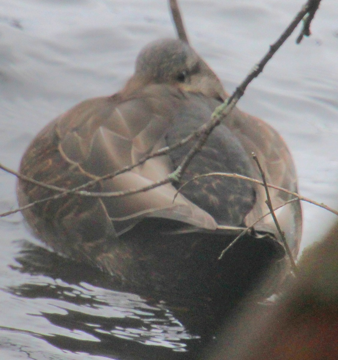 American Black Duck - Samuel Harris