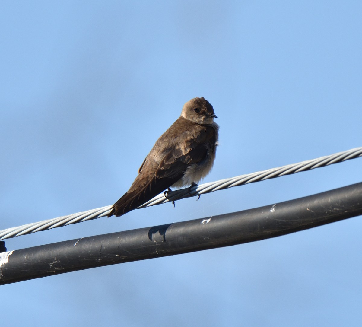 Northern Rough-winged Swallow - ML616644439