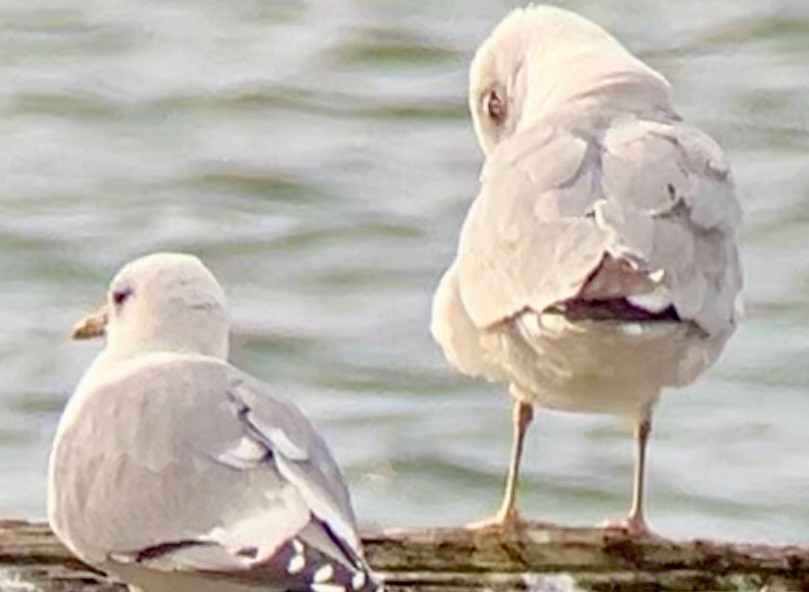 American Herring Gull - ML616644452