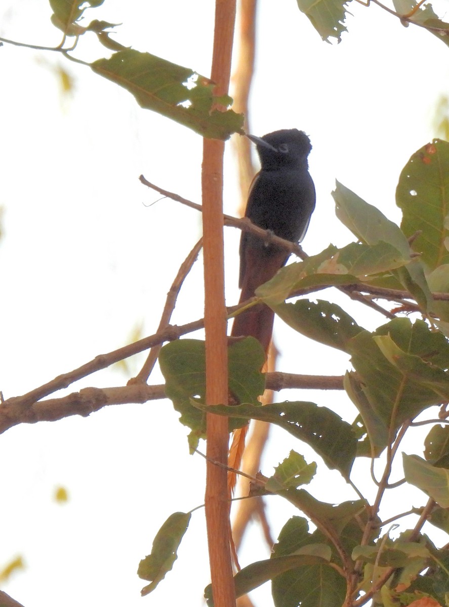 African Paradise-Flycatcher - Carlos Alberto Ramírez