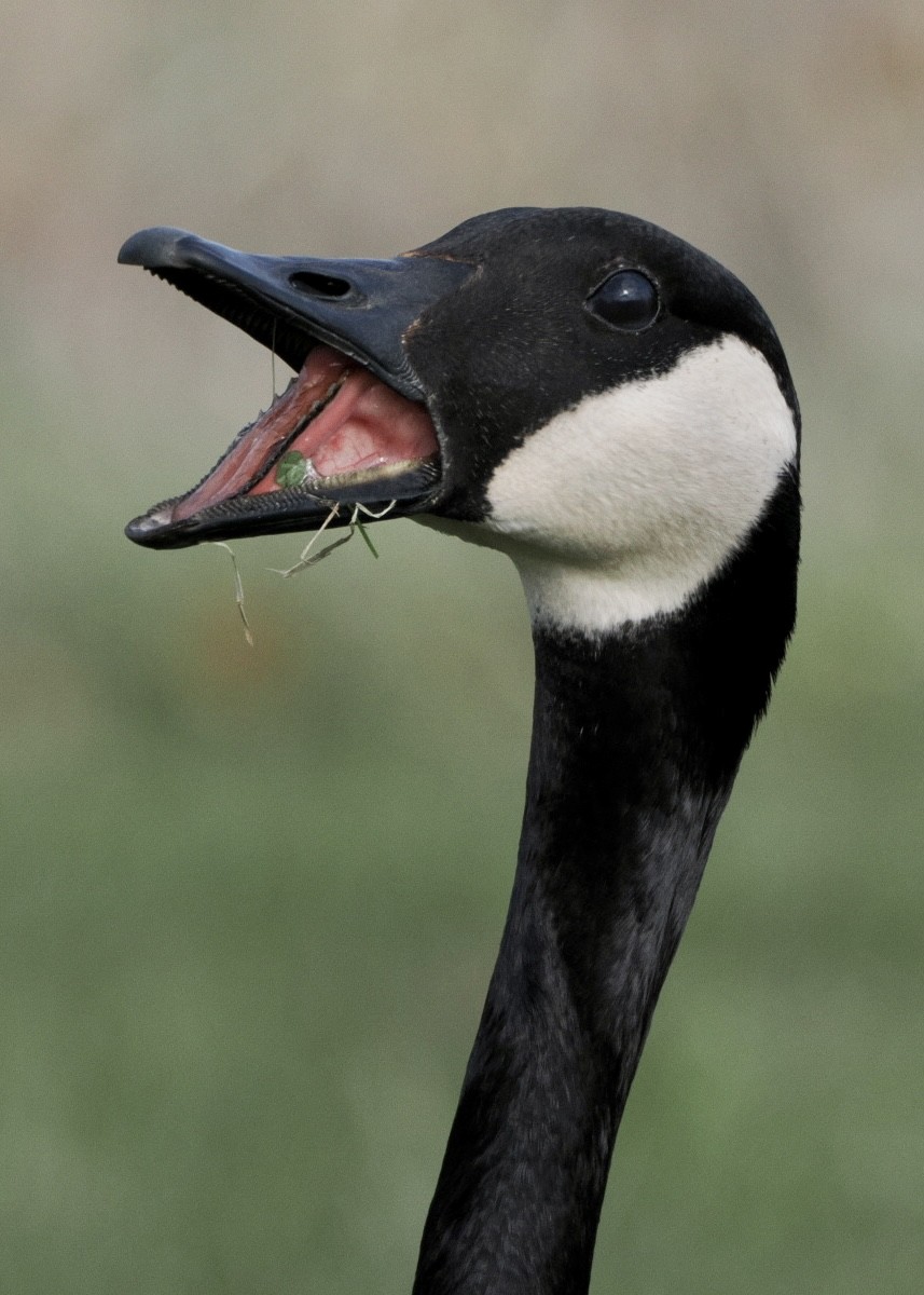 Canada Goose - Sheryl Lazenby