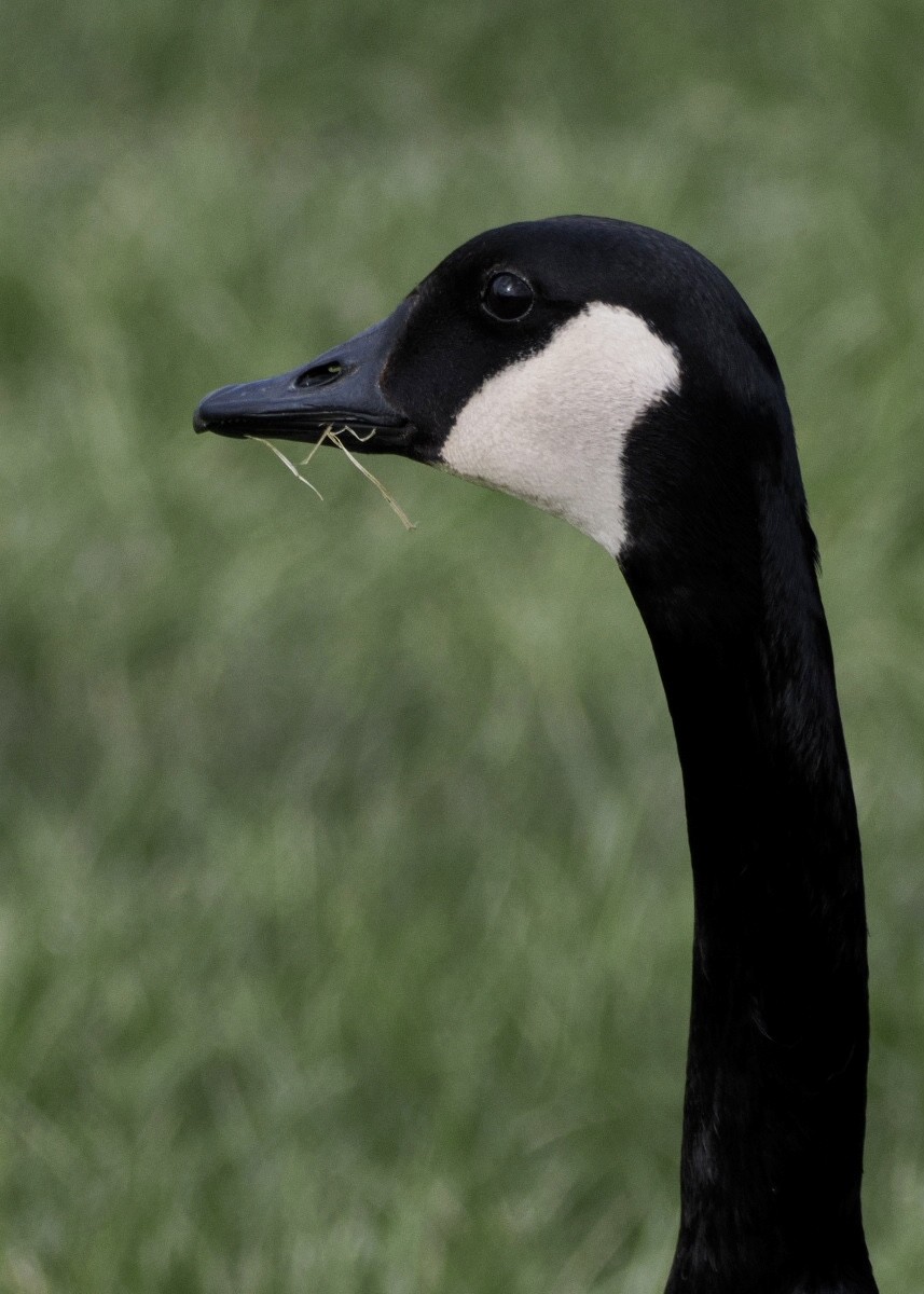 Canada Goose - Sheryl Lazenby