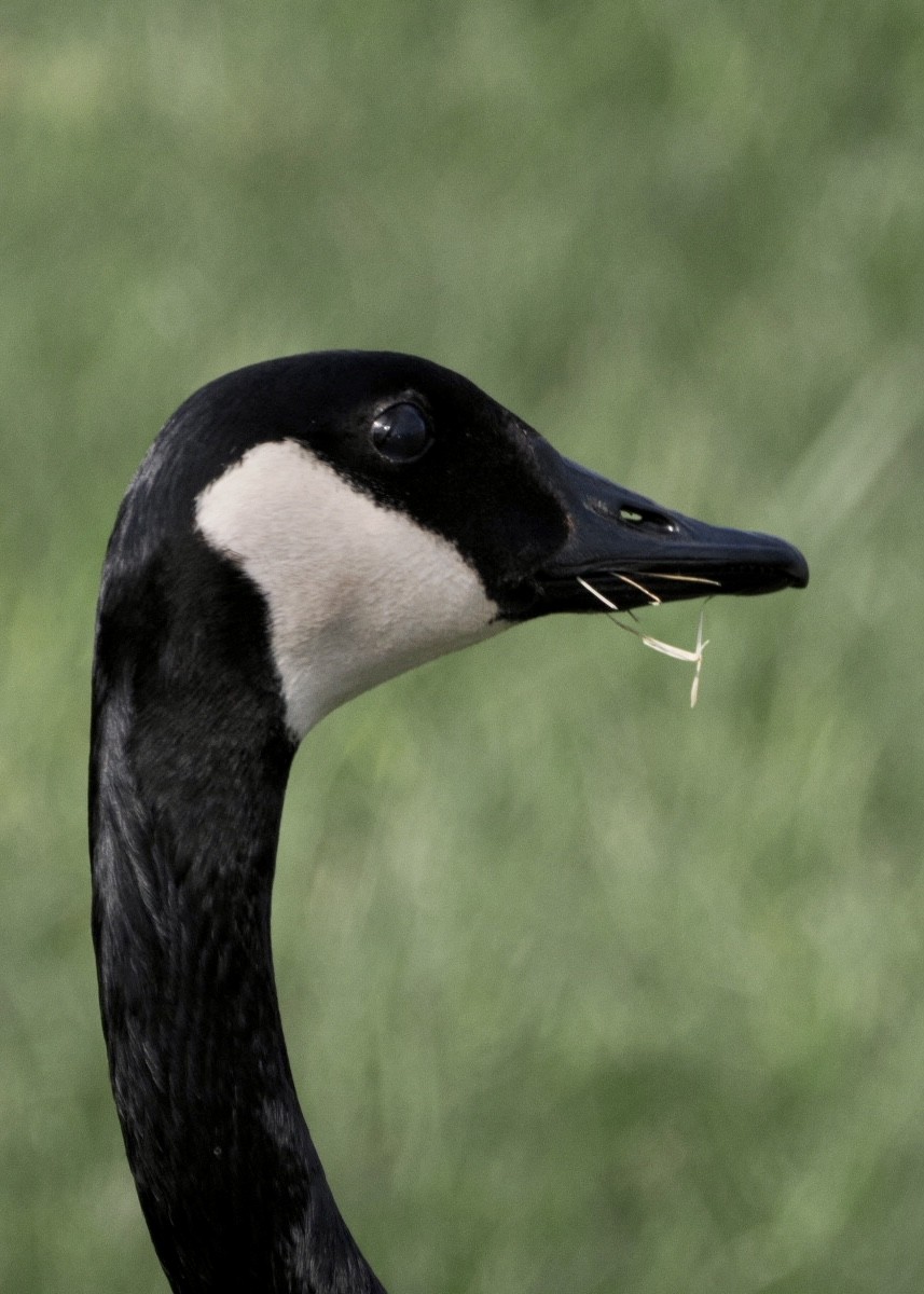 Canada Goose - Sheryl Lazenby