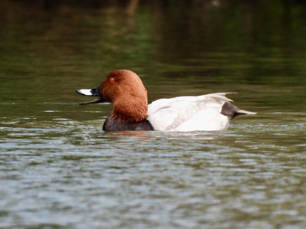 Common Pochard - ML616644520