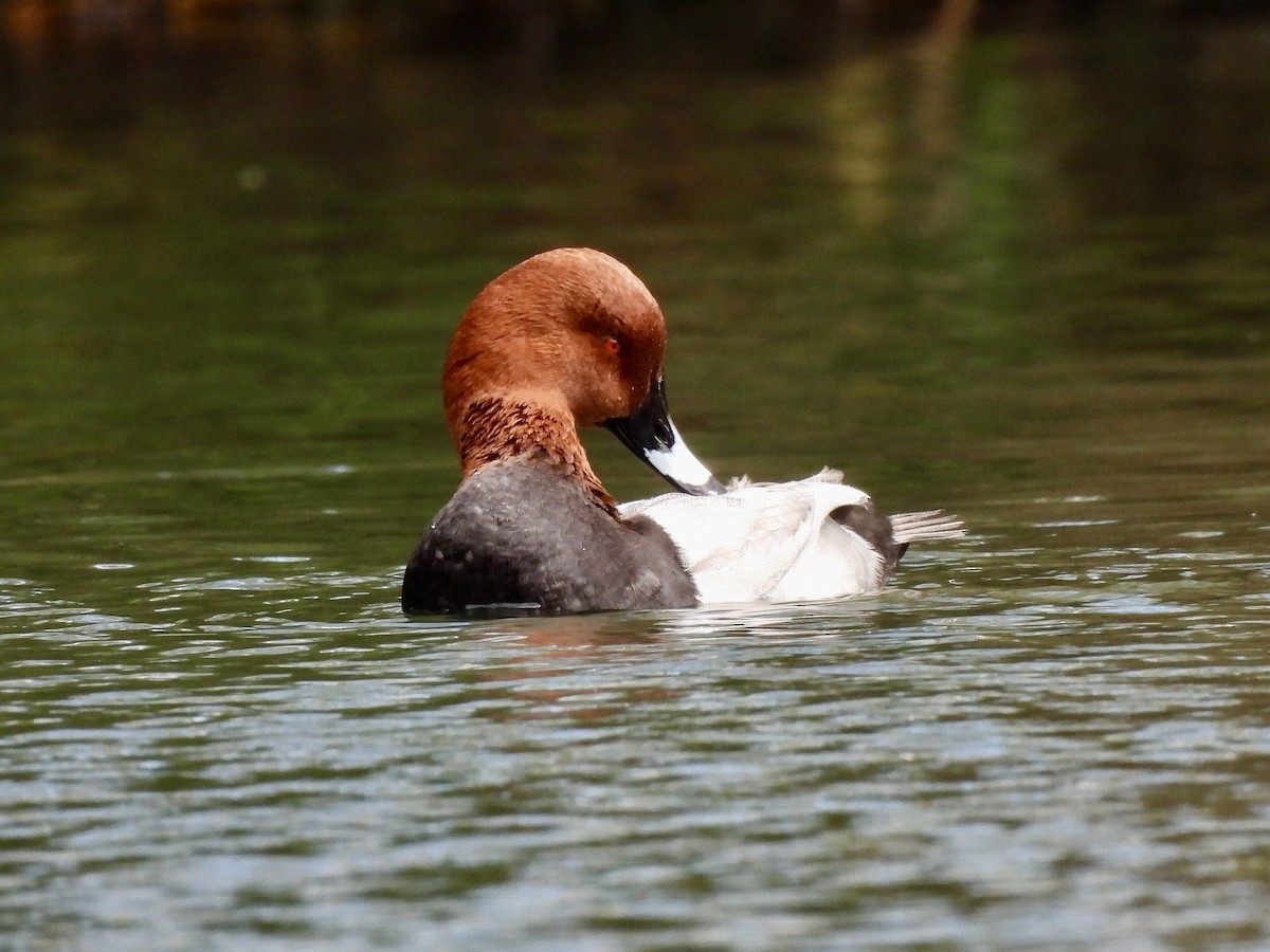 Common Pochard - ML616644521