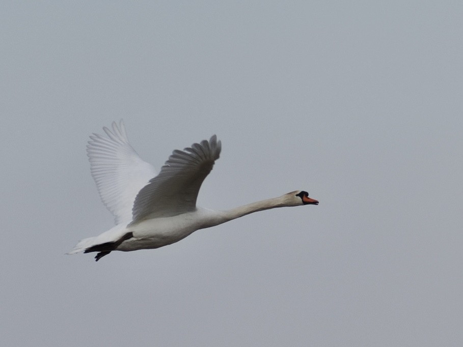 Mute Swan - ML616644536