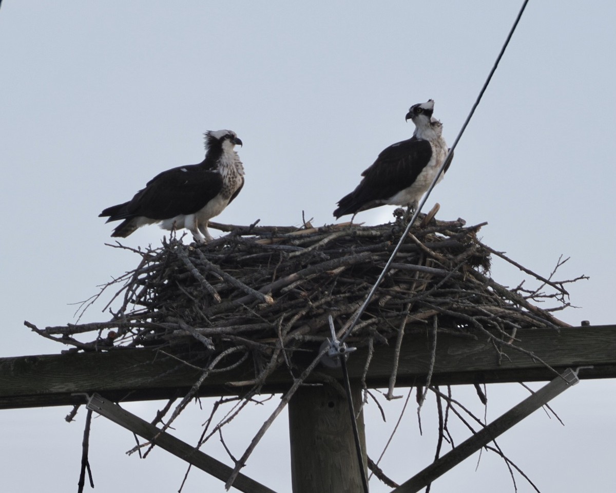Osprey - Sheryl Lazenby