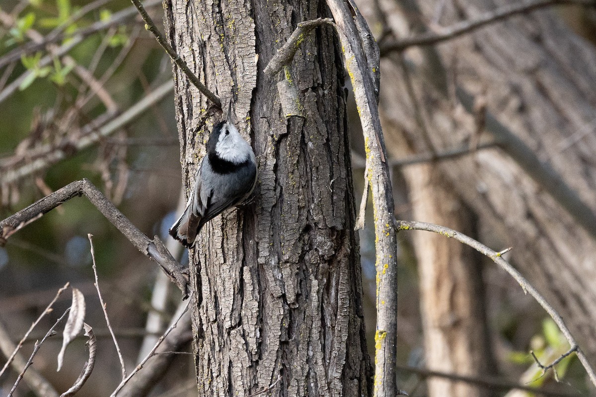 White-breasted Nuthatch - ML616644636