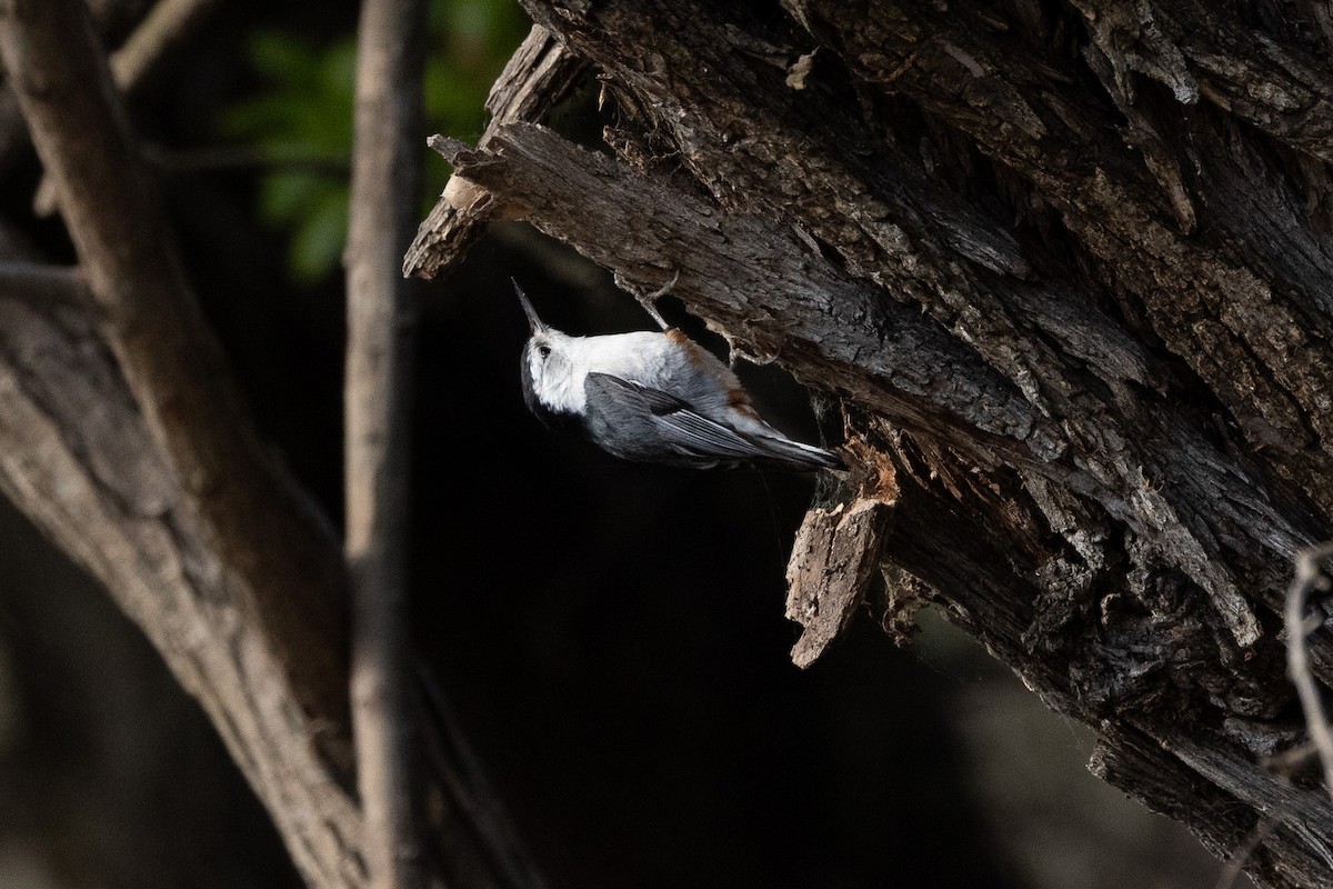 White-breasted Nuthatch - ML616644640