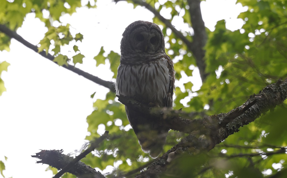 Barred Owl - ML616644661