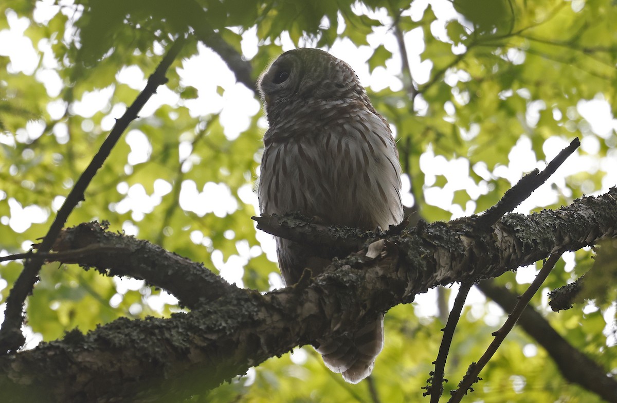 Barred Owl - ML616644662