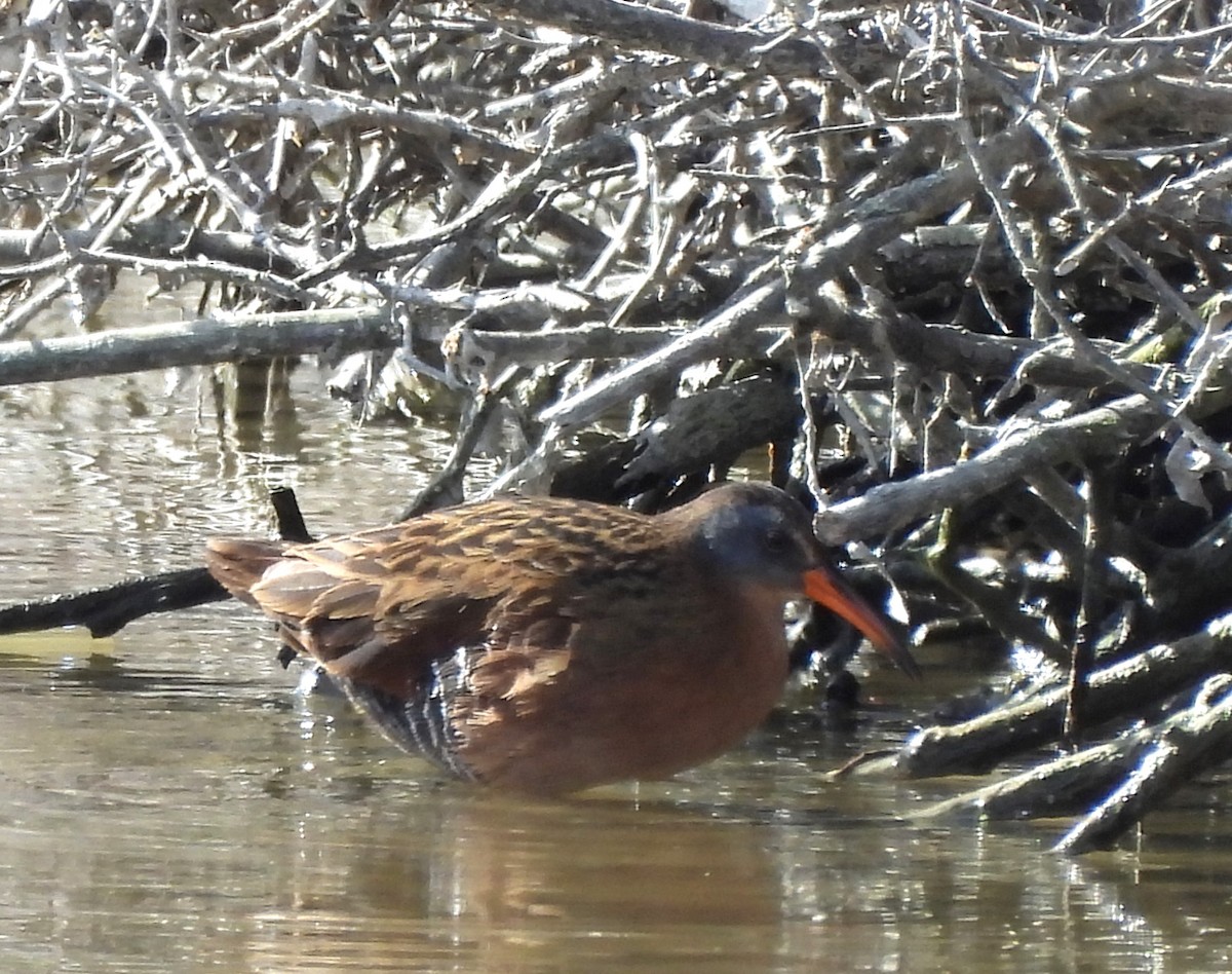 Virginia Rail - ML616644666