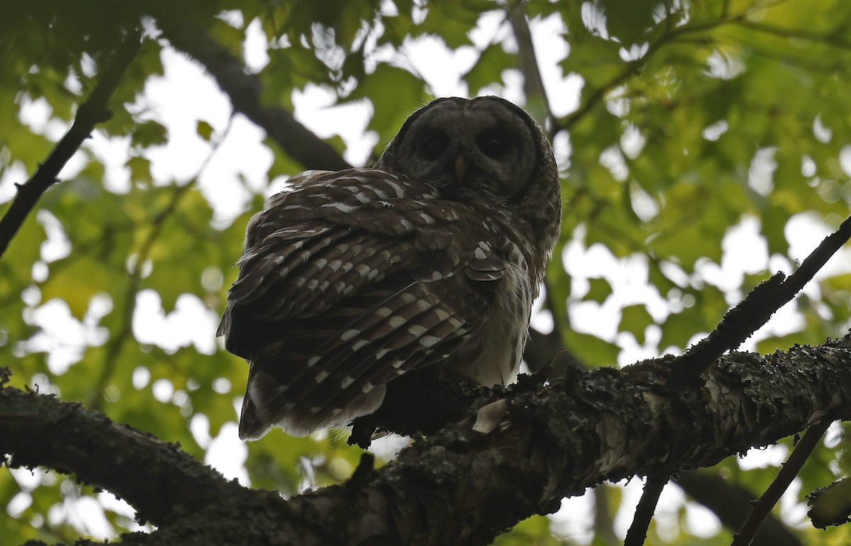 Barred Owl - ML616644670