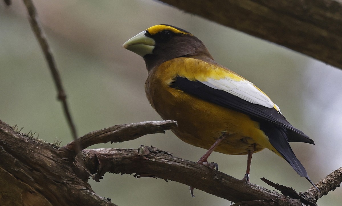 Evening Grosbeak - Paul Chapman