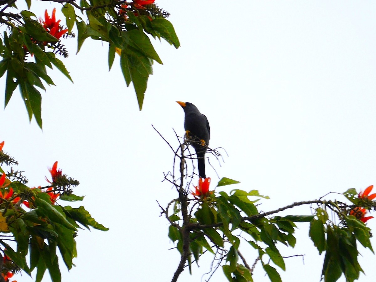 Finch-billed Myna - ML616644735