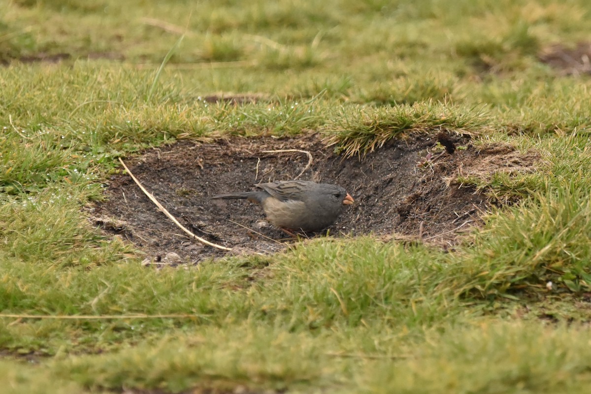 Plain-colored Seedeater - Kendell Loyd