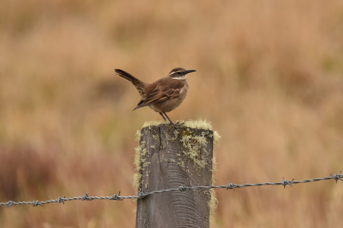 Stout-billed Cinclodes - ML616644840