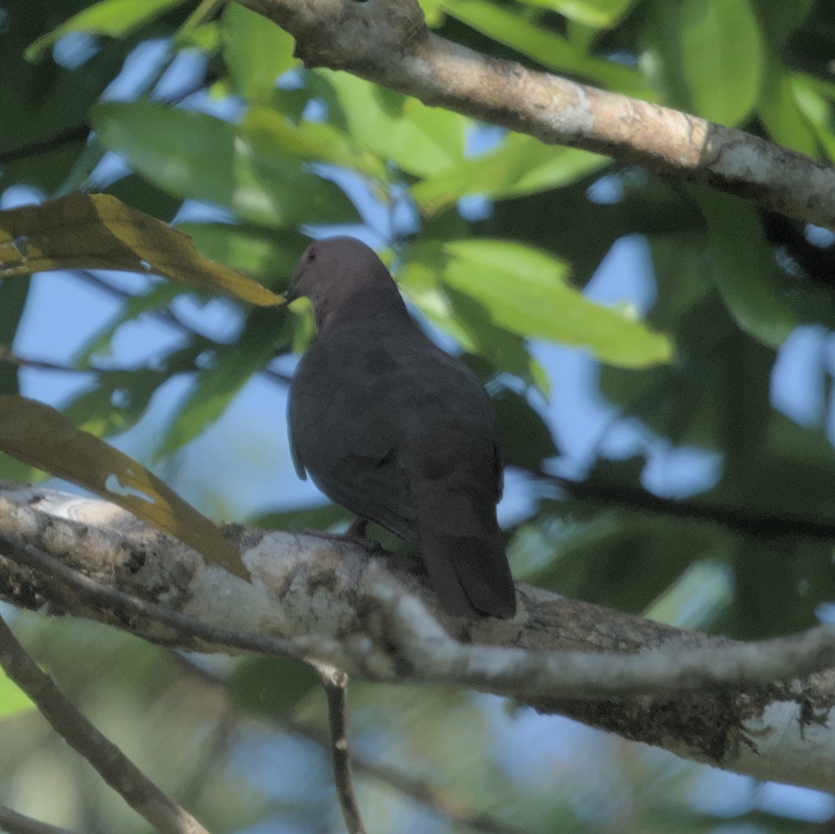 Pigeon à bec noir - ML616644946