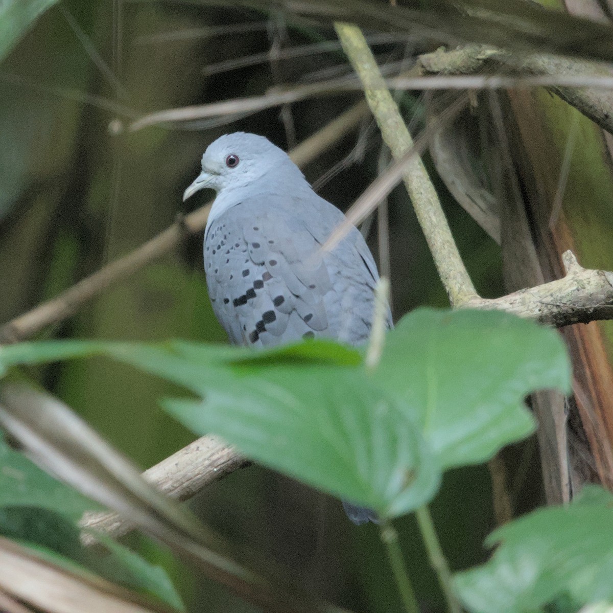 Blue Ground Dove - ML616644950