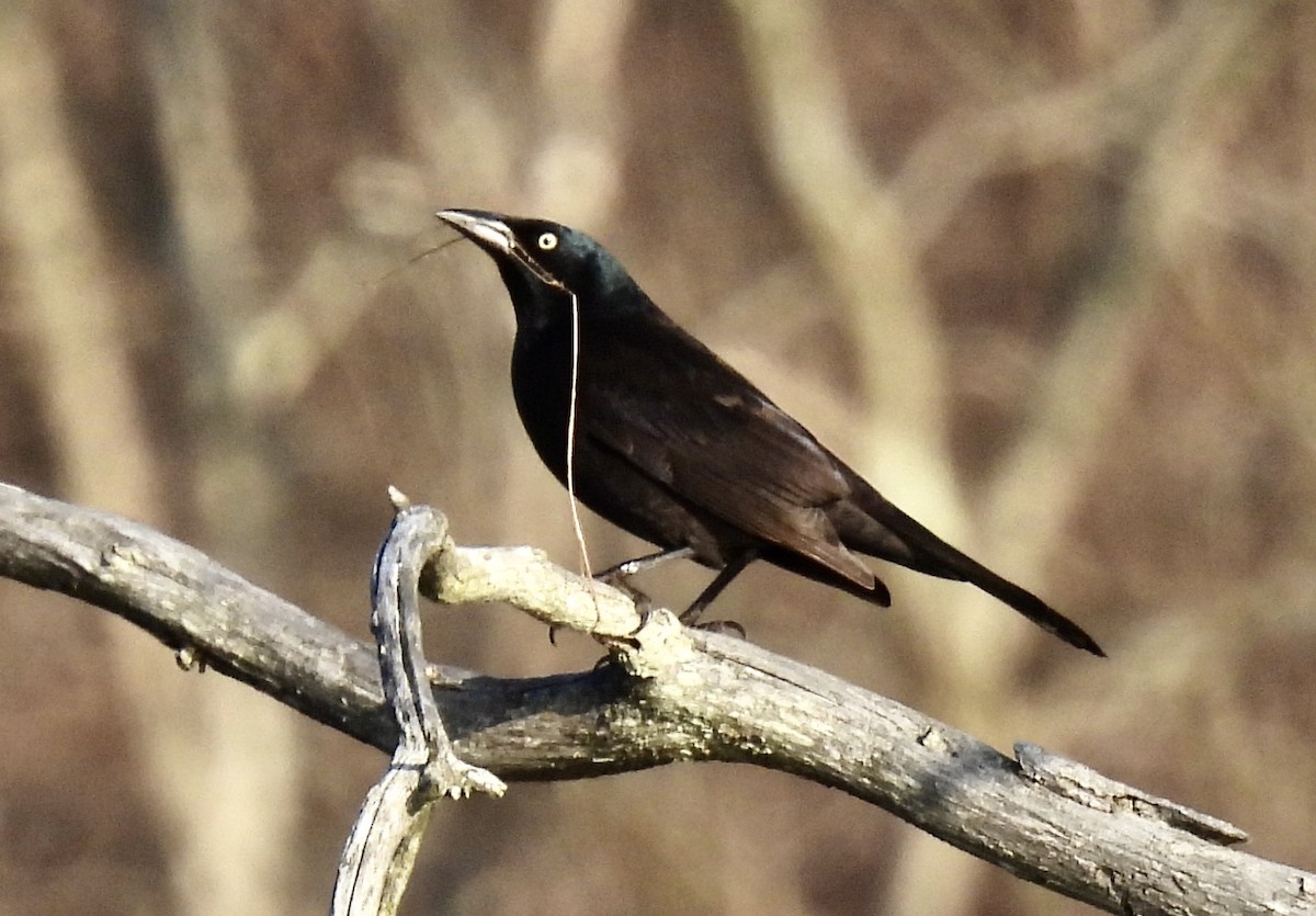 Common Grackle - ML616644959