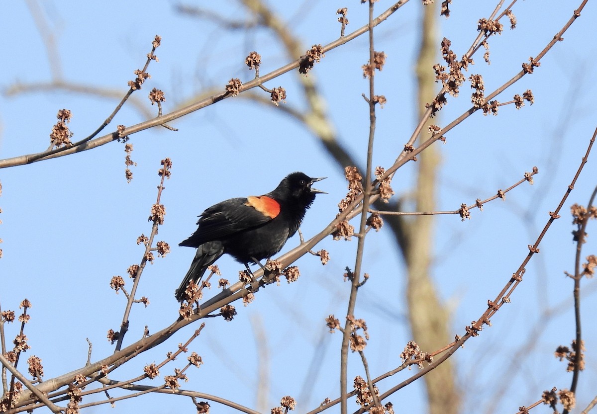 Red-winged Blackbird - ML616644967