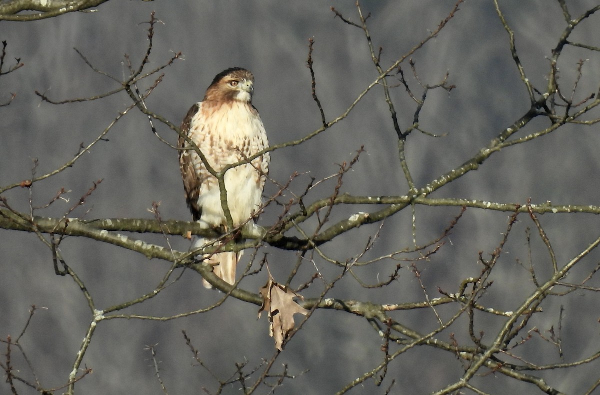 Red-tailed Hawk - ML616644970
