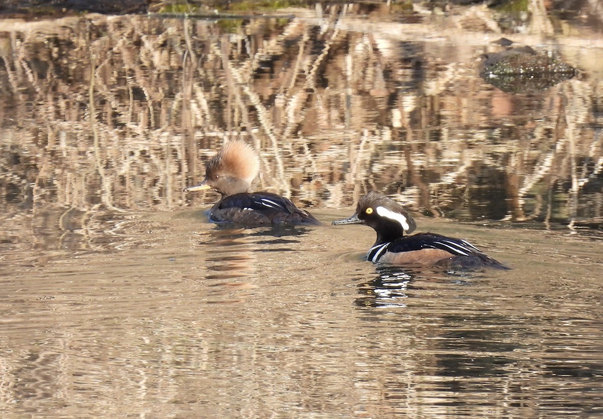 Hooded Merganser - ML616644972