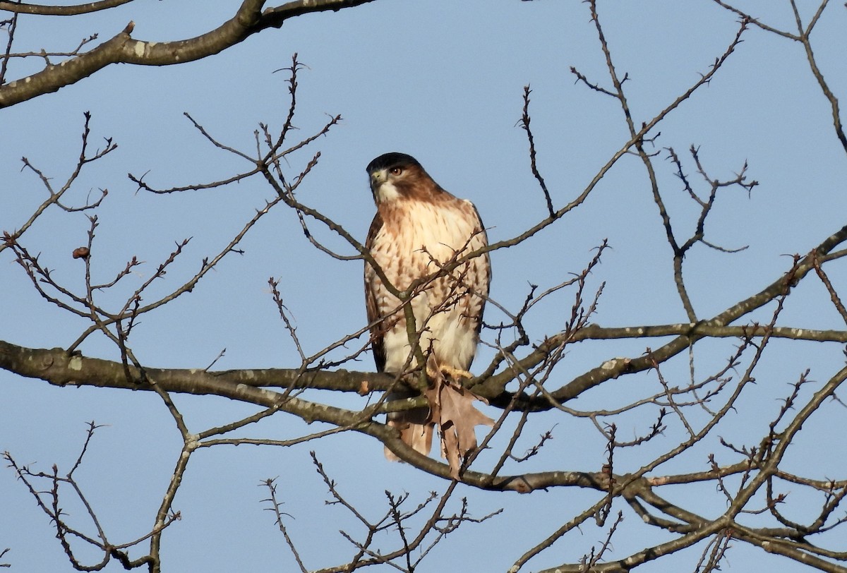 Red-tailed Hawk - ML616644976