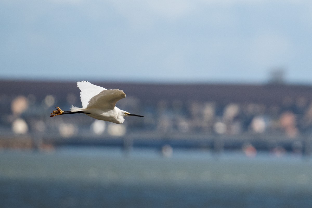 Little Egret - ML616645010