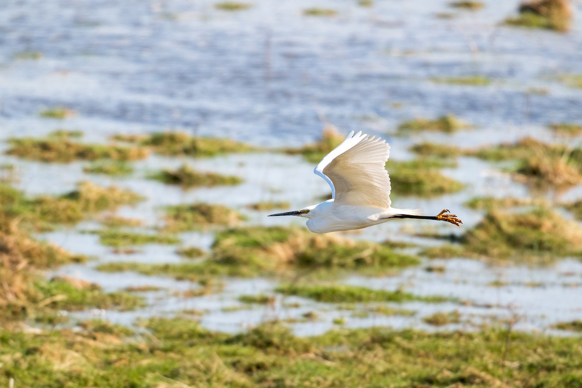 Little Egret - ML616645011