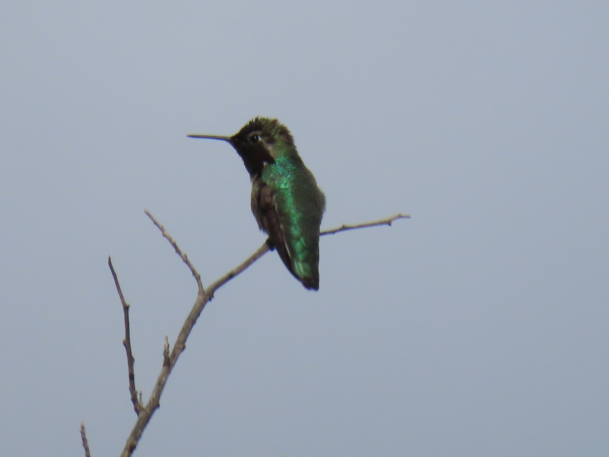 Anna's Hummingbird - ML616645020