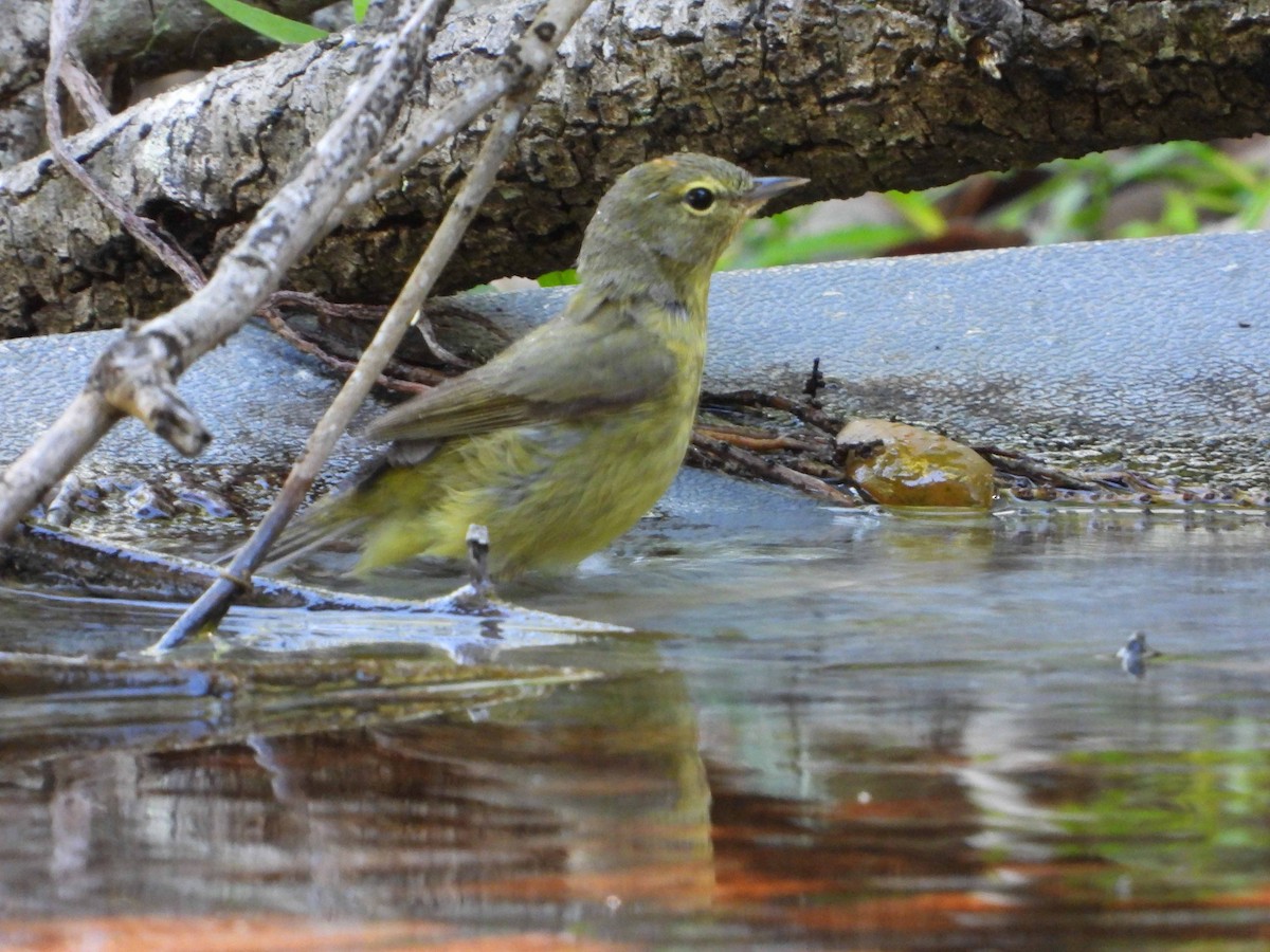 Orange-crowned Warbler - Randy Frederick