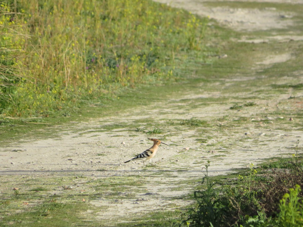 Eurasian Hoopoe - Samuel de la Calle San José