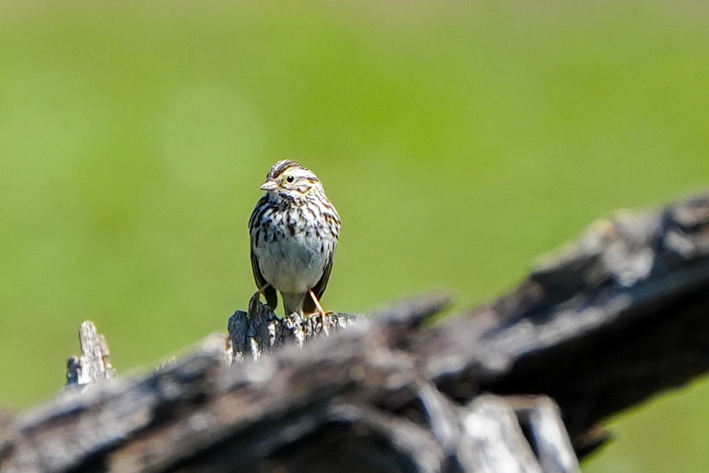 Savannah Sparrow - ML616645051