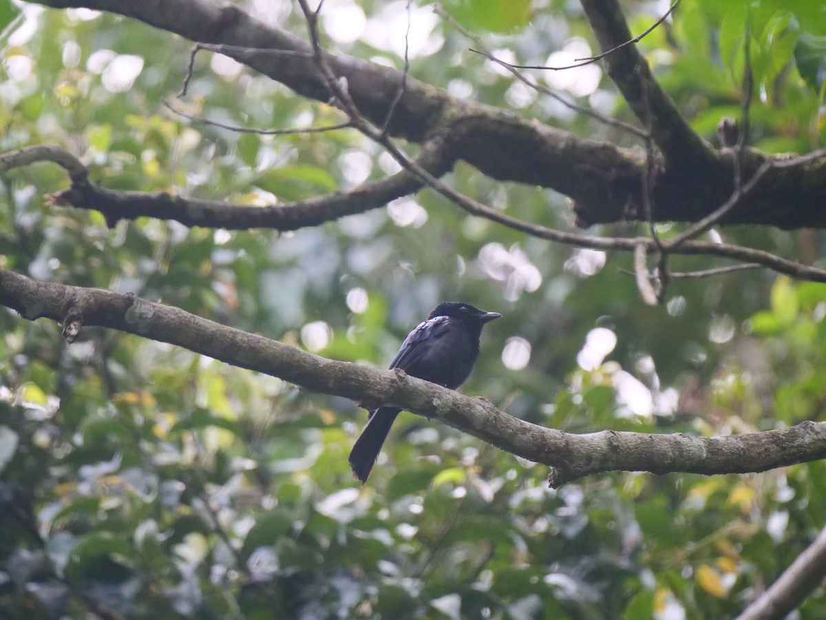 Lesser Racket-tailed Drongo - ML616645052