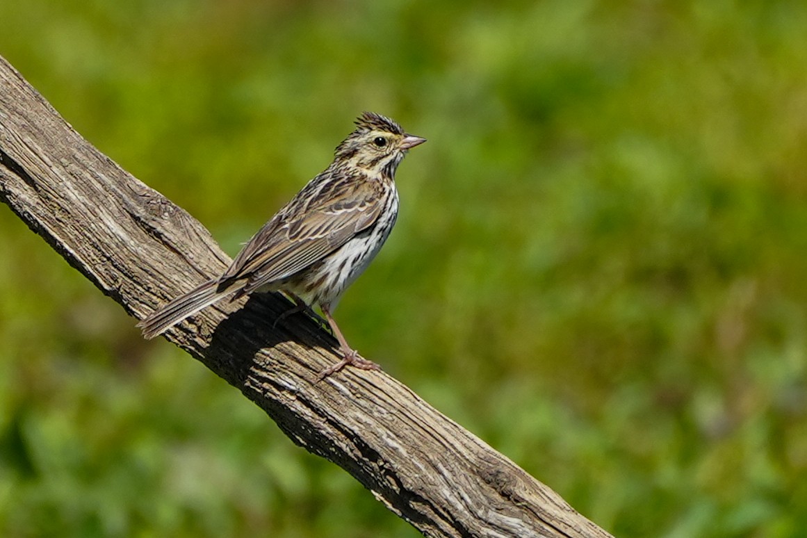 Savannah Sparrow - ML616645054