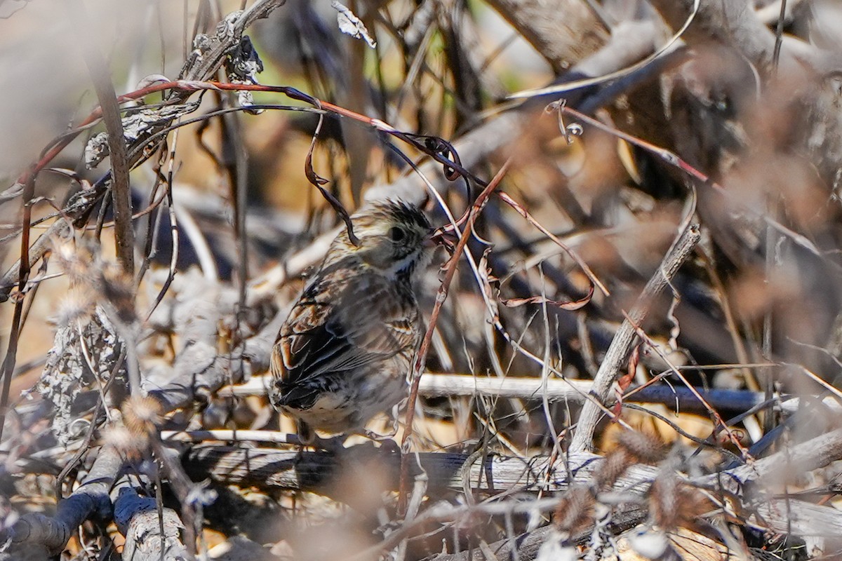 Savannah Sparrow - ML616645055