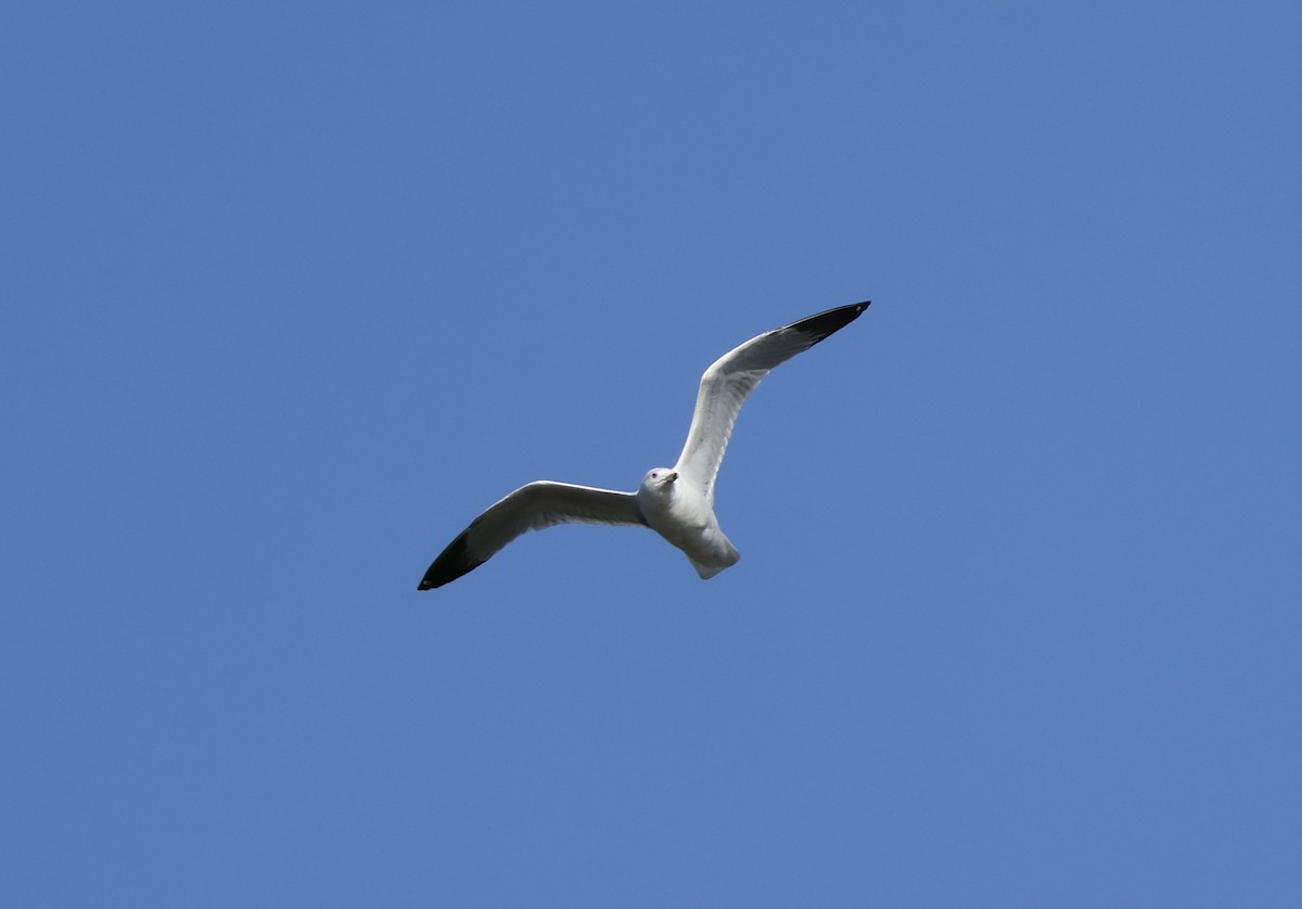 Ring-billed Gull - ML616645086