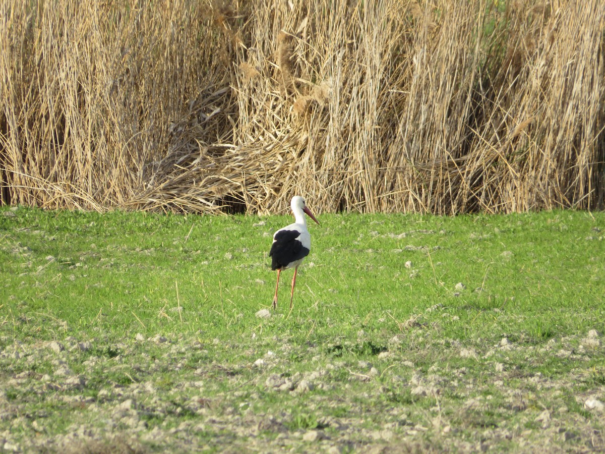 White Stork - Samuel de la Calle San José