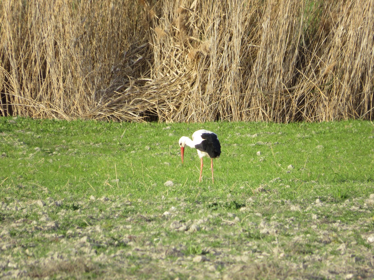 White Stork - Samuel de la Calle San José