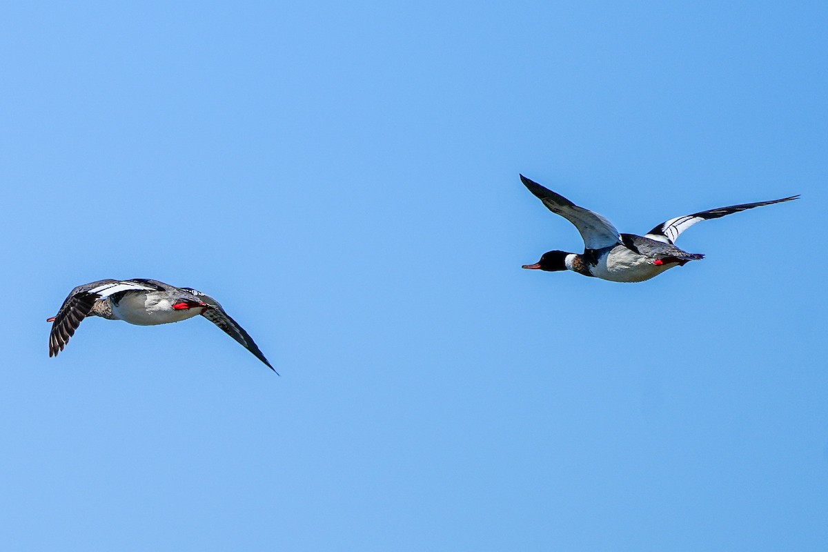 Red-breasted Merganser - ML616645104